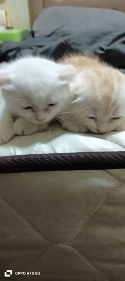 scottish 2 เดือนกว่าสีขาวล้วนเป็นตัวผู้ที่เหลือเป็นตัวเมียค่ะ รูปที่ 8