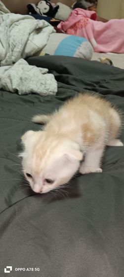 scottish 2 เดือนกว่าสีขาวล้วนเป็นตัวผู้ที่เหลือเป็นตัวเมียค่ะ รูปที่ 5