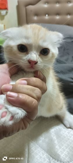 scottish 2 เดือนกว่าสีขาวล้วนเป็นตัวผู้ที่เหลือเป็นตัวเมียค่ะ