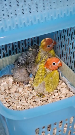 นกแก้วเลิฟเบิร์ด