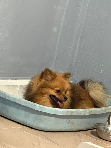 หาบ้านครับ ปอมแท้ อายุ 1ขวบ1เดือน พิกัดสมุทรปราการ เบาๆๆๆ รูปที่ 3