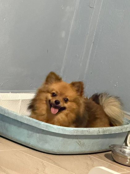 หาบ้านครับ ปอมแท้ อายุ 1ขวบ1เดือน พิกัดสมุทรปราการ เบาๆๆๆ รูปที่ 2