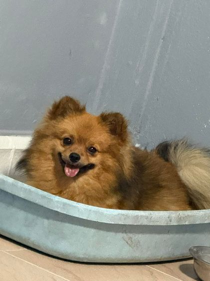 ปอมเมอเรเนียน (Pomeranian) เล็ก หาบ้านครับ ปอมแท้ อายุ 1ขวบ1เดือน พิกัดสมุทรปราการ เบาๆๆๆ