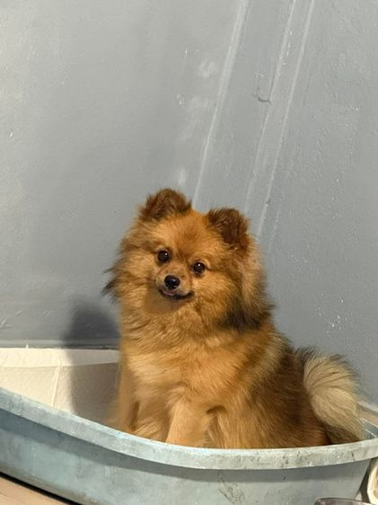 หาบ้านครับ ปอมแท้ อายุ 1ขวบ1เดือน พิกัดสมุทรปราการ เบาๆๆๆ รูปที่ 4