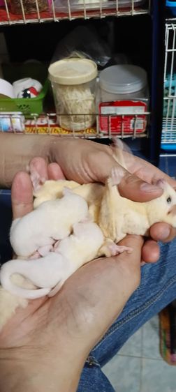 พ่อ-แม่พันธุ์ ชูกาไรเดอร์ ลูซิติค (อายุประมาณเกือบๆ3ปี มีลูกมาแล้ว3คอก) รูปที่ 3