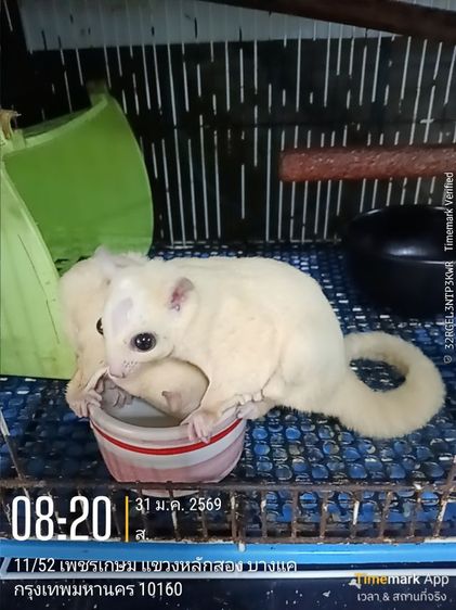 พ่อ-แม่พันธุ์ ชูกาไรเดอร์ ลูซิติค (อายุประมาณเกือบๆ3ปี มีลูกมาแล้ว3คอก) รูปที่ 2