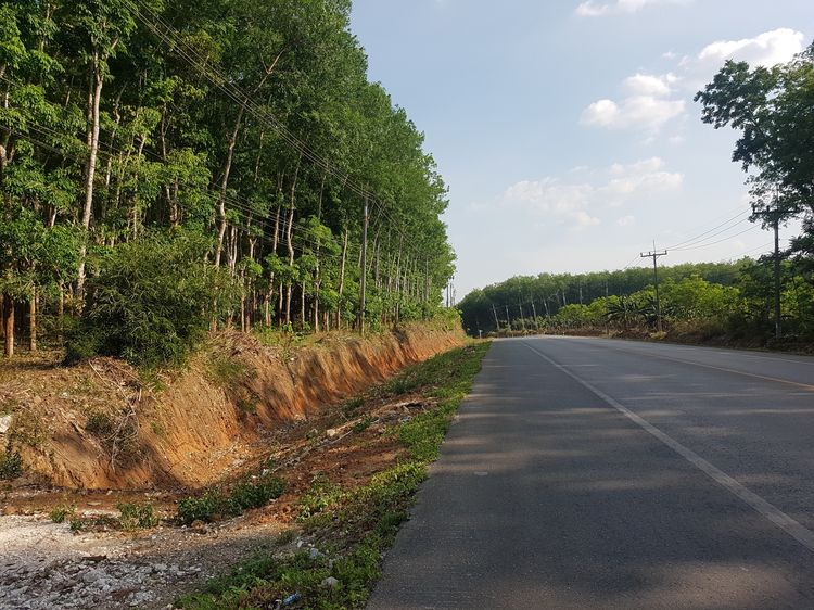 ขายที่ดิน12 ไร่ สวนยางพารา หน้ากว้างติดถนน (เจ้าของขายเอง)