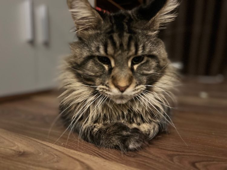 แมวเมนคูน อายุ 9 เดือน หาบ้านใหม่ รูปที่ 3