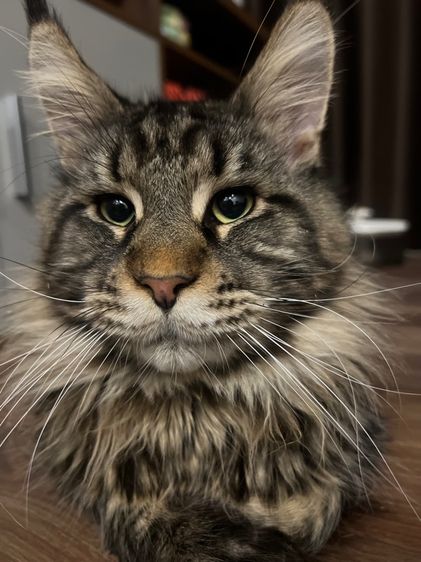 เมนคูน (Maine Coon) แมวเมนคูน อายุ 9 เดือน หาบ้านใหม่