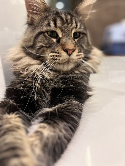 แมวเมนคูน อายุ 9 เดือน หาบ้านใหม่ รูปที่ 7