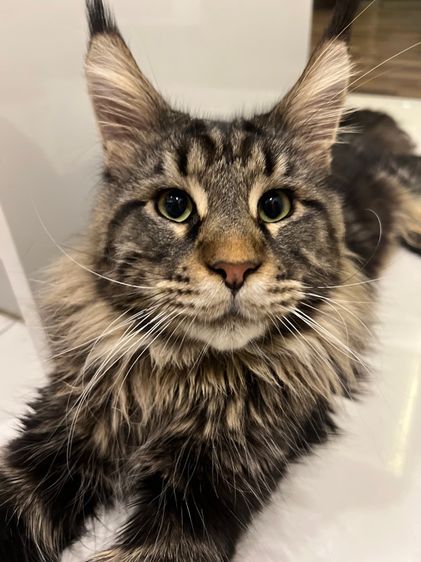 แมวเมนคูน อายุ 9 เดือน หาบ้านใหม่ รูปที่ 5