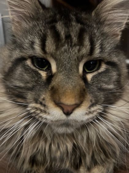 แมวเมนคูน อายุ 9 เดือน หาบ้านใหม่ รูปที่ 2