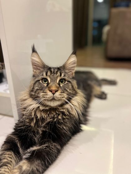 แมวเมนคูน อายุ 9 เดือน หาบ้านใหม่ รูปที่ 4