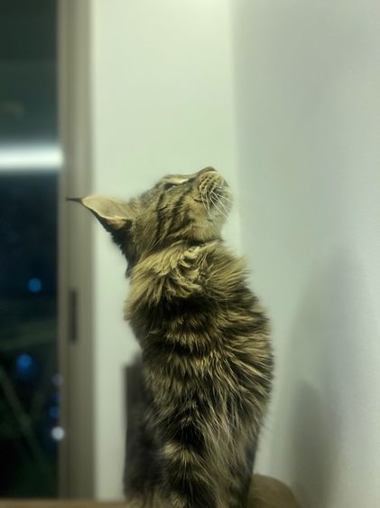 แมวเมนคูน อายุ 9 เดือน หาบ้านใหม่ รูปที่ 6