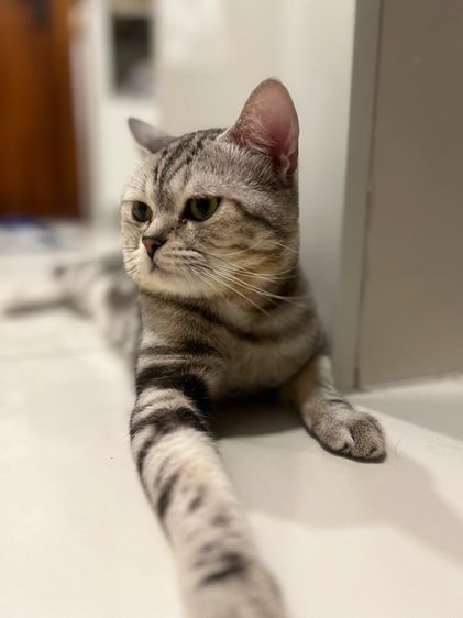 อเมริกัน ชอร์ตแฮร์ (American Shorthair) แมวอเมริกันช็อตแฮร์ อายุ 9 เดือน หาบ้านใหม่