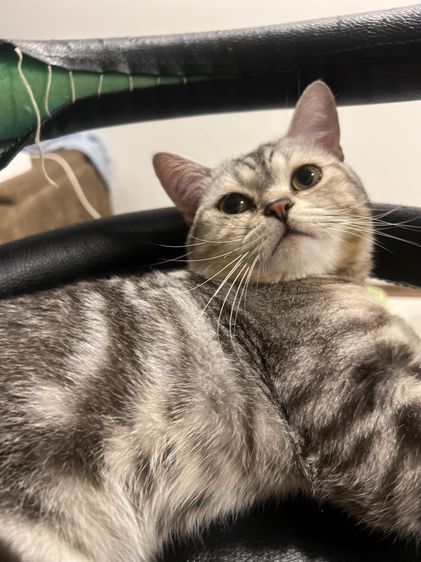 แมวอเมริกันช็อตแฮร์ อายุ 9 เดือน หาบ้านใหม่ รูปที่ 4