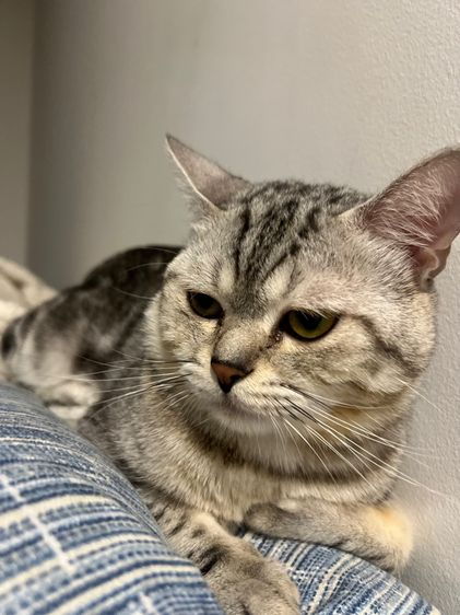 แมวอเมริกันช็อตแฮร์ อายุ 9 เดือน หาบ้านใหม่ รูปที่ 6