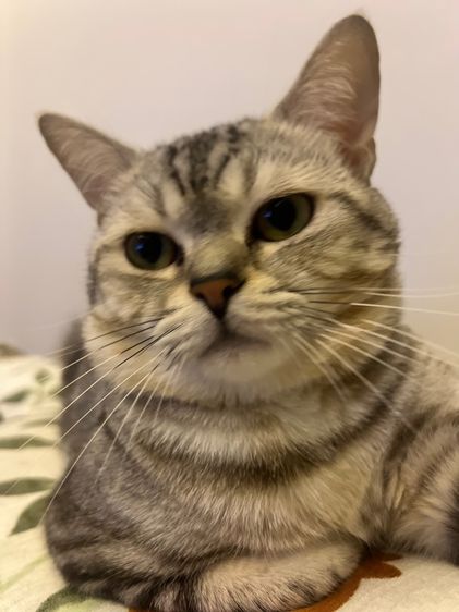 แมวอเมริกันช็อตแฮร์ อายุ 9 เดือน หาบ้านใหม่ รูปที่ 3