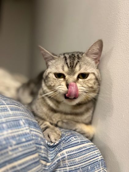 แมวอเมริกันช็อตแฮร์ อายุ 9 เดือน หาบ้านใหม่ รูปที่ 2