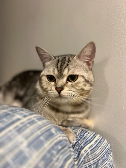 แมวอเมริกันช็อตแฮร์ อายุ 9 เดือน หาบ้านใหม่ รูปที่ 5