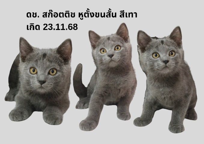   สก๊อตติช  และ บริทิช รูปที่ 6