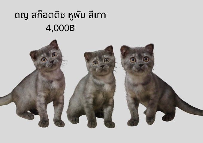   สก๊อตติช  และ บริทิช รูปที่ 7