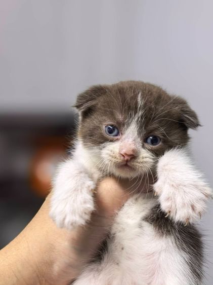 สก็อตติช โฟลด์ (Scottish Fold) แมวสก็อตติซโฟลด์