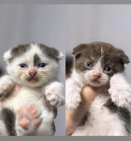 แมวสก็อตติซโฟลด์