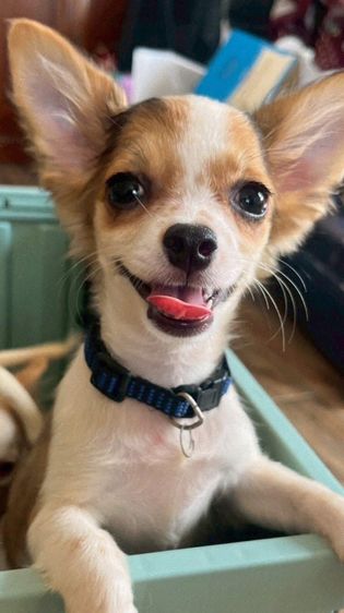 ชิวาวา ระยอง วัคซีนครบ รูปที่ 7