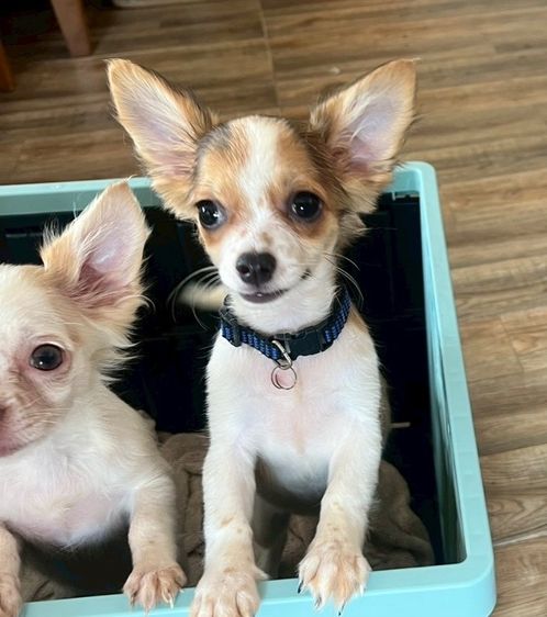 ชิวาวา ระยอง วัคซีนครบ รูปที่ 4