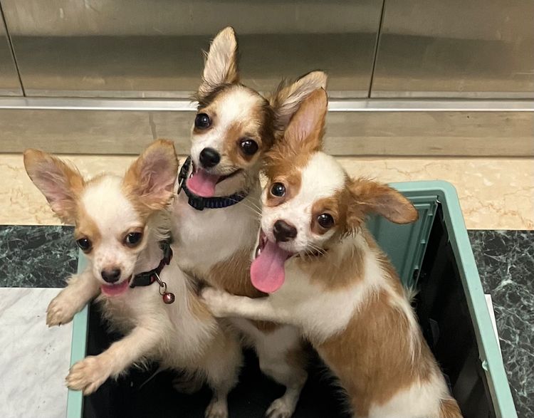 ชิวาวา ระยอง วัคซีนครบ รูปที่ 9