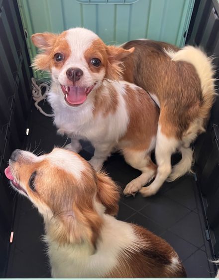 ชิวาวา ระยอง วัคซีนครบ รูปที่ 11