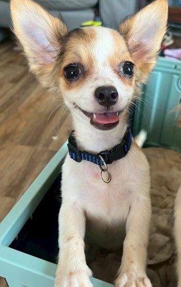 ชิวาวา ระยอง วัคซีนครบ รูปที่ 6