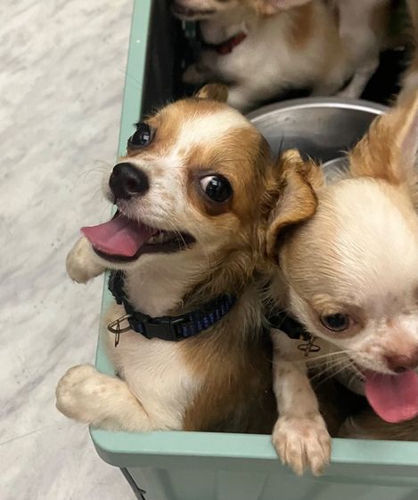 ชิวาวา ระยอง วัคซีนครบ รูปที่ 10