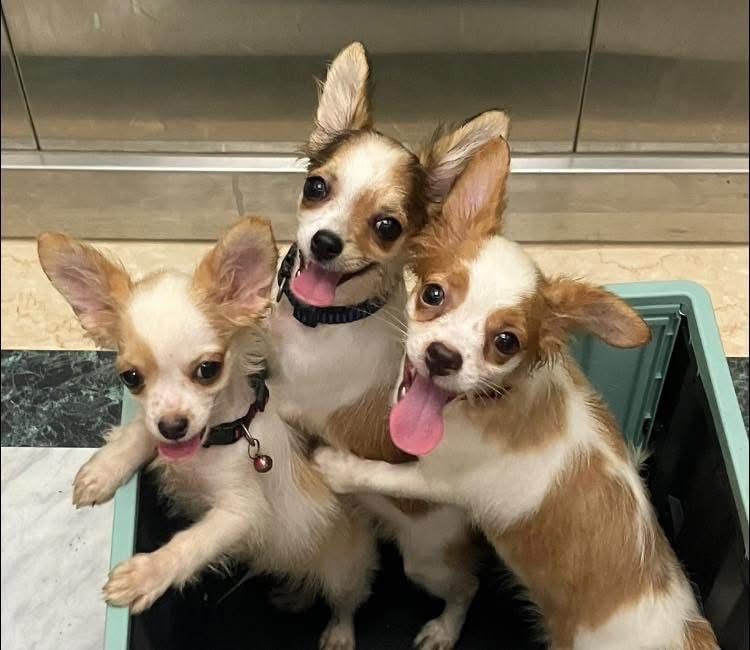 ชิวาวา (Chihuahua) เล็ก ชิวาวา ระยอง วัคซีนครบ