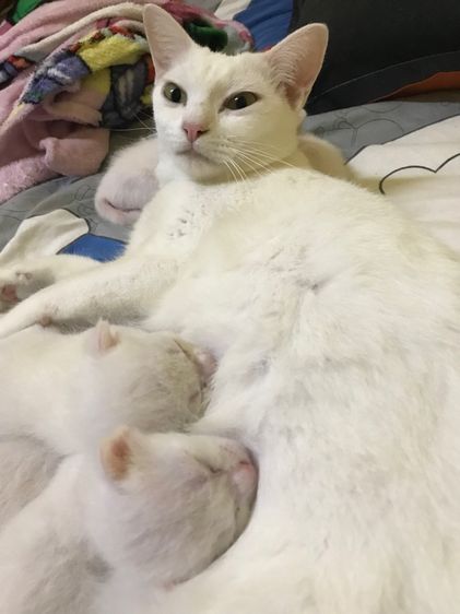 ลูกแมวน้อย รูปที่ 8