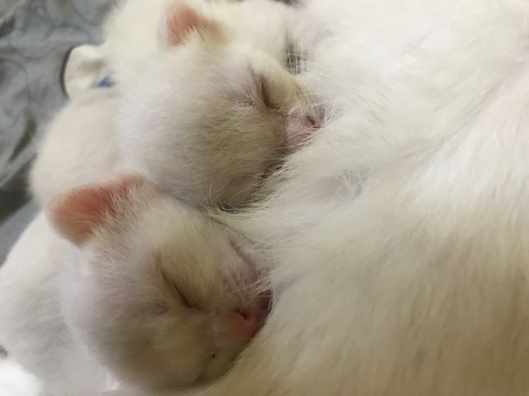 ลูกแมวน้อย รูปที่ 7