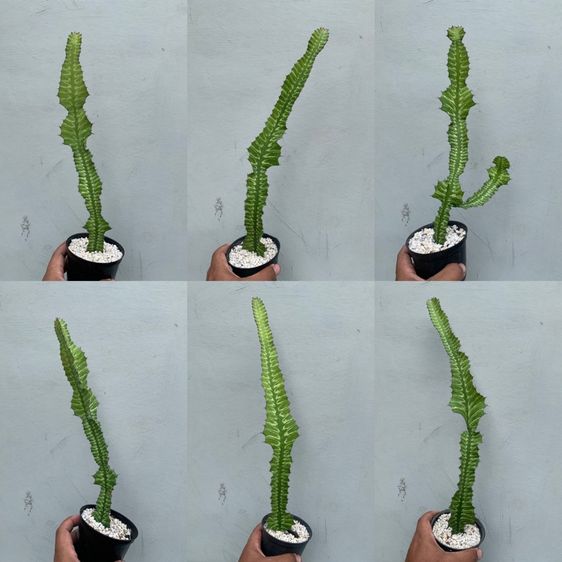 ต้นไม้จริง ยูโฟเบีย ซันไรส์ (Euphorbia bougheyi varigated)