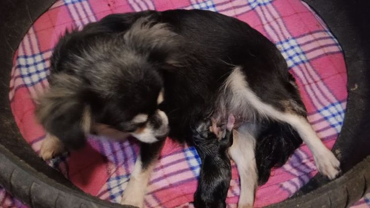 ปอมเมอเรเนียน (Pomeranian) เล็ก แม่พันธ์พร้อมลูก 1ตัว