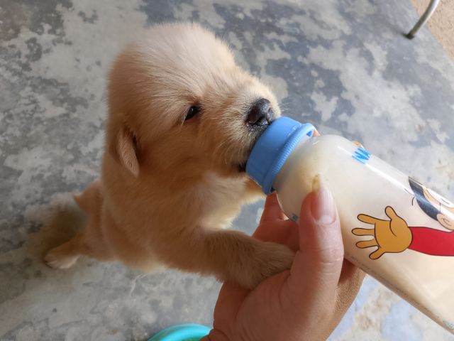 บางแก้ว รูปที่ 3