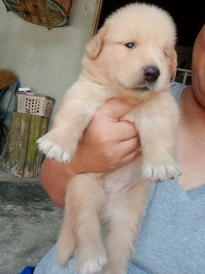 บางแก้ว