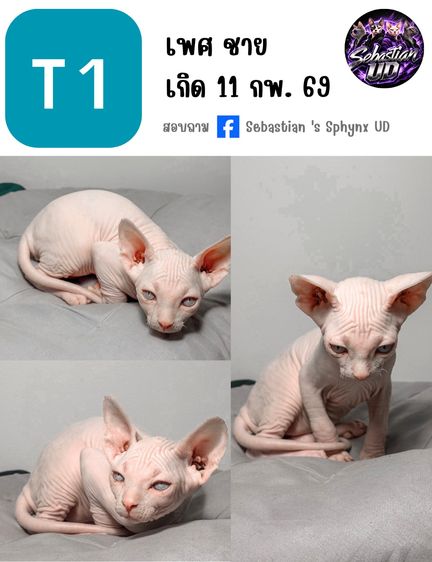 ลูกแมวสฟิงซ์ ติดนุด ชอบให้อุ้ม 