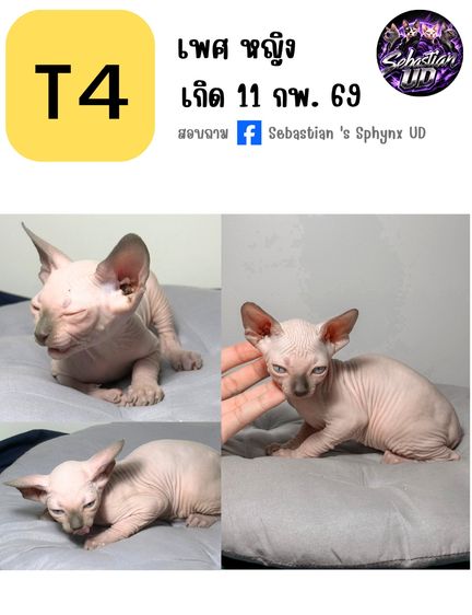 ลูกแมวสฟิงซ์ ติดนุด ชอบให้อุ้ม  รูปที่ 5