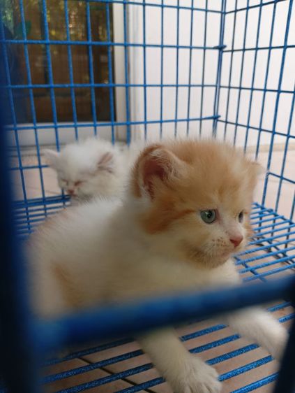 สก็อตติช เปอร์เซีย เพศผู้ รูปที่ 2