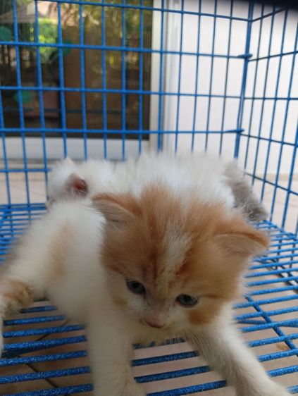 สก็อตติช เปอร์เซีย เพศผู้ รูปที่ 4