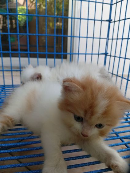 สก็อตติช เปอร์เซีย เพศผู้ รูปที่ 8