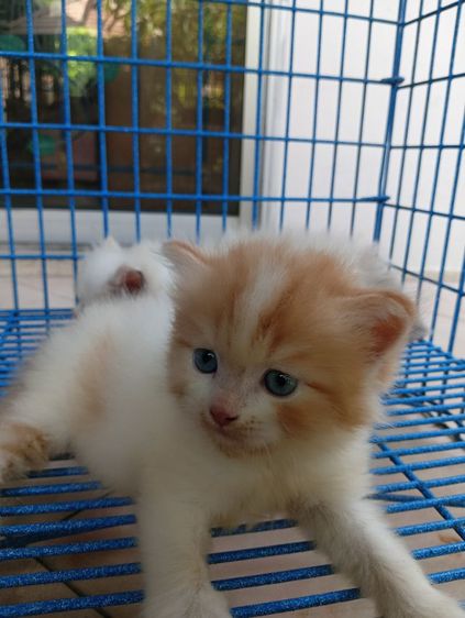 สก็อตติช เปอร์เซีย เพศผู้ รูปที่ 3