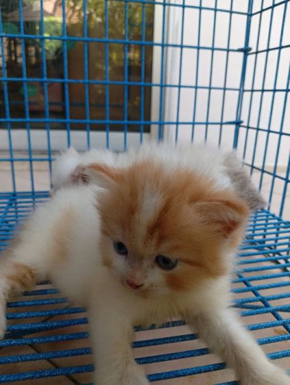 สก็อตติช เปอร์เซีย เพศผู้ รูปที่ 6