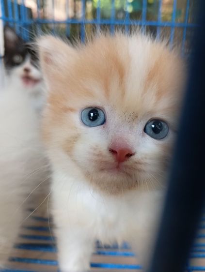 สก็อตติช เปอร์เซีย เพศผู้ รูปที่ 5