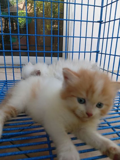 สก็อตติช เปอร์เซีย เพศผู้ รูปที่ 10